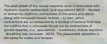 The peak phase of the sexual response cycle is associated with rhythmic muscle contractions (and ejaculation) NOTE: - Marked in women by rhythmic contractions of the pelvis and uterus along with increased muscle tension. - In men, pelvic contractions are accompanied by a buildup of seminal fluid near the urethra that is ultimately forced out by contractions of genital muscles, (i.e., ejaculation). - Involuntary muscle reactions - Breathing rate increases - NOTE: The pleasurable sensation is the same for males and females