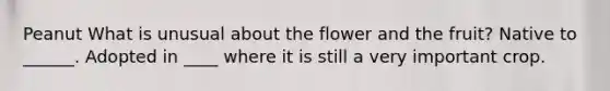 Peanut What is unusual about the flower and the fruit? Native to ______. Adopted in ____ where it is still a very important crop.