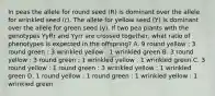 In peas the allele for round seed (R) is dominant over the allele for wrinkled seed (r). The allele for yellow seed (Y) is dominant over the allele for green seed (y). If two pea plants with the genotypes YyRr and Yyrr are crossed together, what ratio of phenotypes is expected in the offspring? A. 9 round yellow : 3 round green : 3 wrinkled yellow : 1 wrinkled green B. 3 round yellow : 3 round green : 1 wrinkled yellow : 1 wrinkled green C. 3 round yellow : 1 round green : 3 wrinkled yellow : 1 wrinkled green D. 1 round yellow : 1 round green : 1 wrinkled yellow : 1 wrinkled green