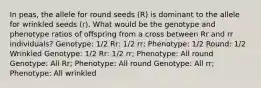 In peas, the allele for round seeds (R) is dominant to the allele for wrinkled seeds (r). What would be the genotype and phenotype ratios of offspring from a cross between Rr and rr individuals? Genotype: 1/2 Rr: 1/2 rr; Phenotype: 1/2 Round: 1/2 Wrinkled Genotype: 1/2 Rr: 1/2 rr; Phenotype: All round Genotype: All Rr; Phenotype: All round Genotype: All rr; Phenotype: All wrinkled