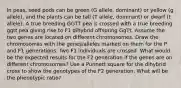 In peas, seed pods can be green (G allele, dominant) or yellow (g allele), and the plants can be tall (T allele, dominant) or dwarf (t allele). A true breeding GGTT pea is crossed with a true breeding ggtt pea giving rise to F1 dihybrid offspring GgTt. Assume the two genes are located on different chromosomes. Draw the chromosomes with the genes/alleles marked on them for the P and F1 generations. Two F1 individuals are crossed. What would be the expected results for the F2 generation if the genes are on different chromosomes? Use a Punnett square for the dihybrid cross to show the genotypes of the F2 generation. What will be the phenotypic ratio?