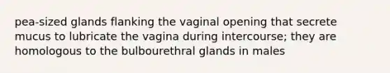 pea-sized glands flanking the vaginal opening that secrete mucus to lubricate the vagina during intercourse; they are homologous to the bulbourethral glands in males