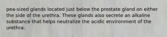 pea-sized glands located just below the prostate gland on either the side of the urethra. These glands also secrete an alkaline substance that helps neutralize the acidic environment of the urethra.