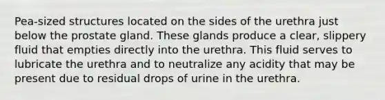 Pea-sized structures located on the sides of the urethra just below the prostate gland. These glands produce a clear, slippery fluid that empties directly into the urethra. This fluid serves to lubricate the urethra and to neutralize any acidity that may be present due to residual drops of urine in the urethra.