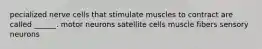 pecialized nerve cells that stimulate muscles to contract are called ______. motor neurons satellite cells muscle fibers sensory neurons