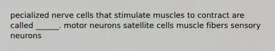 pecialized nerve cells that stimulate muscles to contract are called ______. motor neurons satellite cells muscle fibers sensory neurons