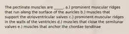 The pectinate muscles are _____. a.) prominent muscular ridges that run along the surface of the auricles b.) muscles that support the atrioventricular valves c.) prominent muscular ridges in the walls of the ventricles d.) muscles that close the semilunar valves e.) muscles that anchor the chordae tendinae