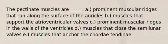 The pectinate muscles are _____. a.) prominent muscular ridges that run along the surface of the auricles b.) muscles that support the atrioventricular valves c.) prominent muscular ridges in the walls of the ventricles d.) muscles that close the semilunar valves e.) muscles that anchor the chordae tendinae