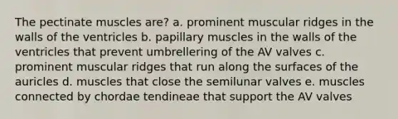 The pectinate muscles are? a. prominent muscular ridges in the walls of the ventricles b. papillary muscles in the walls of the ventricles that prevent umbrellering of the AV valves c. prominent muscular ridges that run along the surfaces of the auricles d. muscles that close the semilunar valves e. muscles connected by chordae tendineae that support the AV valves