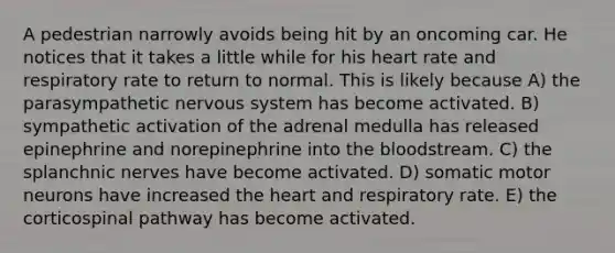 A pedestrian narrowly avoids being hit by an oncoming car. He notices that it takes a little while for his heart rate and respiratory rate to return to normal. This is likely because A) the parasympathetic nervous system has become activated. B) sympathetic activation of the adrenal medulla has released epinephrine and norepinephrine into the bloodstream. C) the splanchnic nerves have become activated. D) somatic motor neurons have increased the heart and respiratory rate. E) the corticospinal pathway has become activated.