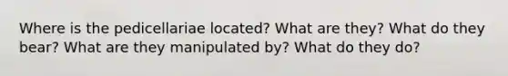 Where is the pedicellariae located? What are they? What do they bear? What are they manipulated by? What do they do?