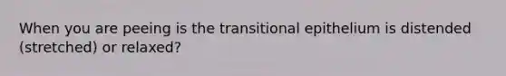 When you are peeing is the transitional epithelium is distended (stretched) or relaxed?