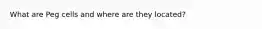 What are Peg cells and where are they located?