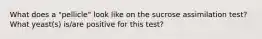 What does a "pellicle" look like on the sucrose assimilation test? What yeast(s) is/are positive for this test?