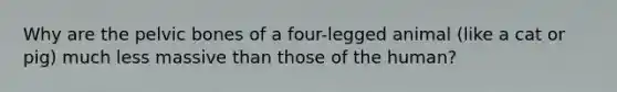 Why are the pelvic bones of a four-legged animal (like a cat or pig) much less massive than those of the human?