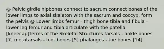 @ Pelvic girdle hipbones connect to sacrum connect bones of the lower limbs to axial skeleton with the sacrum and coccyx, form the pelvis @ Lower limbs femur - thigh bone tibia and fibula - lower leg femur and tibia articulate with the patella [kneecap]Terms of the Skeletal Structures tarsals - ankle bones [7] metatarsals - foot bones [5] phalanges - toe bones [14]