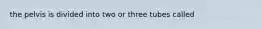 the pelvis is divided into two or three tubes called