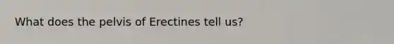 What does the pelvis of Erectines tell us?