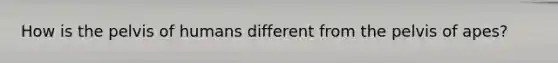 How is the pelvis of humans different from the pelvis of apes?