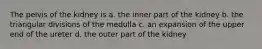 The pelvis of the kidney is a. the inner part of the kidney b. the triangular divisions of the medulla c. an expansion of the upper end of the ureter d. the outer part of the kidney