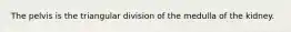 The pelvis is the triangular division of the medulla of the kidney.