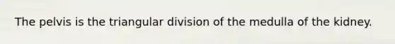 The pelvis is the triangular division of the medulla of the kidney.