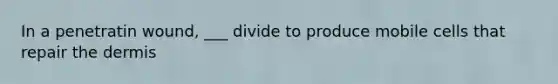 In a penetratin wound, ___ divide to produce mobile cells that repair <a href='https://www.questionai.com/knowledge/kEsXbG6AwS-the-dermis' class='anchor-knowledge'>the dermis</a>