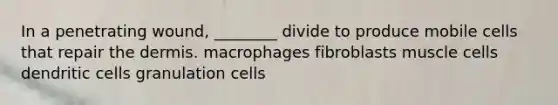 In a penetrating wound, ________ divide to produce mobile cells that repair the dermis. macrophages fibroblasts muscle cells dendritic cells granulation cells