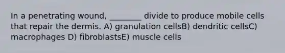 In a penetrating wound, ________ divide to produce mobile cells that repair the dermis. A) granulation cellsB) dendritic cellsC) macrophages D) fibroblastsE) muscle cells