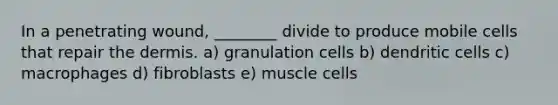 In a penetrating wound, ________ divide to produce mobile cells that repair the dermis. a) granulation cells b) dendritic cells c) macrophages d) fibroblasts e) muscle cells