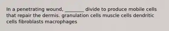 In a penetrating wound, ________ divide to produce mobile cells that repair the dermis. granulation cells muscle cells dendritic cells fibroblasts macrophages