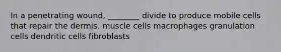 In a penetrating wound, ________ divide to produce mobile cells that repair the dermis. muscle cells macrophages granulation cells dendritic cells fibroblasts