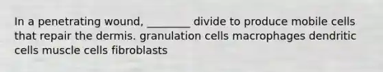 In a penetrating wound, ________ divide to produce mobile cells that repair the dermis. granulation cells macrophages dendritic cells muscle cells fibroblasts