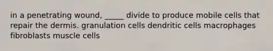 in a penetrating wound, _____ divide to produce mobile cells that repair the dermis. granulation cells dendritic cells macrophages fibroblasts muscle cells