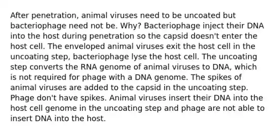 After penetration, animal viruses need to be uncoated but bacteriophage need not be. Why? Bacteriophage inject their DNA into the host during penetration so the capsid doesn't enter the host cell. The enveloped animal viruses exit the host cell in the uncoating step, bacteriophage lyse the host cell. The uncoating step converts the RNA genome of animal viruses to DNA, which is not required for phage with a DNA genome. The spikes of animal viruses are added to the capsid in the uncoating step. Phage don't have spikes. Animal viruses insert their DNA into the host cell genome in the uncoating step and phage are not able to insert DNA into the host.