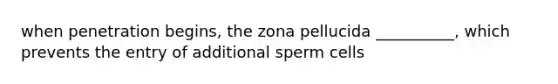 when penetration begins, the zona pellucida __________, which prevents the entry of additional sperm cells