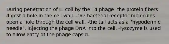 During penetration of E. coli by the T4 phage -the protein fibers digest a hole in the cell wall. -the bacterial receptor molecules open a hole through the cell wall. -the tail acts as a "hypodermic needle", injecting the phage DNA into the cell. -lysozyme is used to allow entry of the phage capsid.