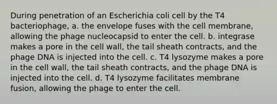 During penetration of an Escherichia coli cell by the T4 bacteriophage, a. the envelope fuses with the cell membrane, allowing the phage nucleocapsid to enter the cell. b. integrase makes a pore in the cell wall, the tail sheath contracts, and the phage DNA is injected into the cell. c. T4 lysozyme makes a pore in the cell wall, the tail sheath contracts, and the phage DNA is injected into the cell. d. T4 lysozyme facilitates membrane fusion, allowing the phage to enter the cell.