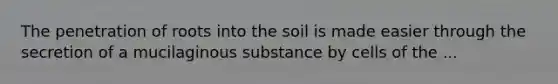 The penetration of roots into the soil is made easier through the secretion of a mucilaginous substance by cells of the ...