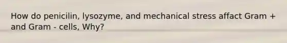 How do penicilin, lysozyme, and mechanical stress affact Gram + and Gram - cells, Why?