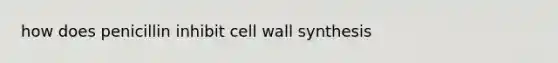 how does penicillin inhibit cell wall synthesis