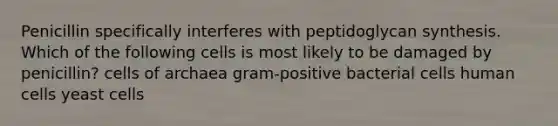 Penicillin specifically interferes with peptidoglycan synthesis. Which of the following cells is most likely to be damaged by penicillin? cells of archaea gram-positive bacterial cells human cells yeast cells