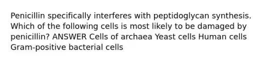 Penicillin specifically interferes with peptidoglycan synthesis. Which of the following cells is most likely to be damaged by penicillin? ANSWER Cells of archaea Yeast cells Human cells Gram-positive bacterial cells