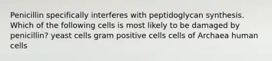 Penicillin specifically interferes with peptidoglycan synthesis. Which of the following cells is most likely to be damaged by penicillin? yeast cells gram positive cells cells of Archaea human cells