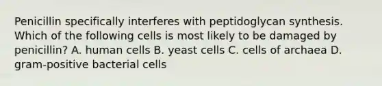 Penicillin specifically interferes with peptidoglycan synthesis. Which of the following cells is most likely to be damaged by penicillin? A. human cells B. yeast cells C. cells of archaea D. gram-positive bacterial cells