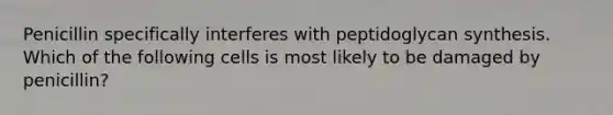 Penicillin specifically interferes with peptidoglycan synthesis. Which of the following cells is most likely to be damaged by penicillin?