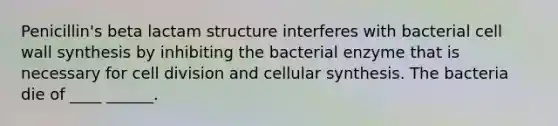 Penicillin's beta lactam structure interferes with bacterial cell wall synthesis by inhibiting the bacterial enzyme that is necessary for cell division and cellular synthesis. The bacteria die of ____ ______.