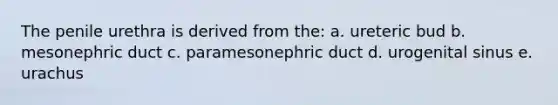 The penile urethra is derived from the: a. ureteric bud b. mesonephric duct c. paramesonephric duct d. urogenital sinus e. urachus