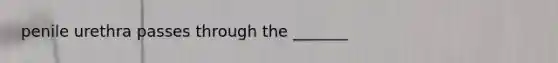 penile urethra passes through the _______