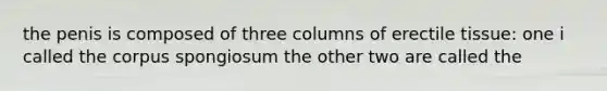 the penis is composed of three columns of erectile tissue: one i called the corpus spongiosum the other two are called the